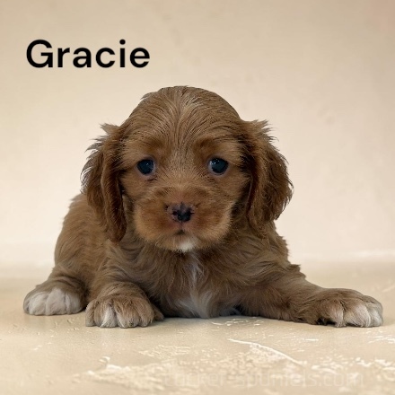 puppy, for, sale, Cocker Spaniel, Joe & Cherri  Overlease, dog, breeder, Miller, MO, dog-breeder, puppy-for-sale, forsale, nearby, find, puppyfind, locator, puppylocator, aca